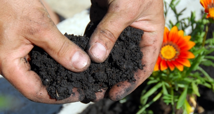 Hands holding rich, black composted soil